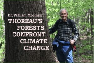 Thoreau's Forests Confront Climate Change